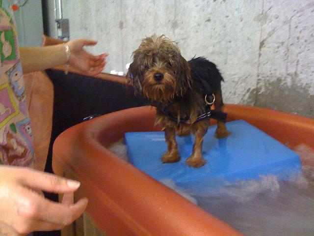 Toby Heals by Hot Tubbing